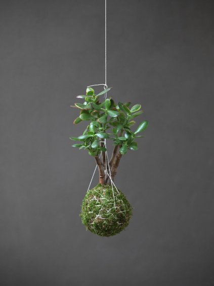 Kokedama tlustice