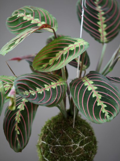 kokedama maranta zahrada na niti