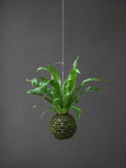 kokedama asplenium zahrada na niti