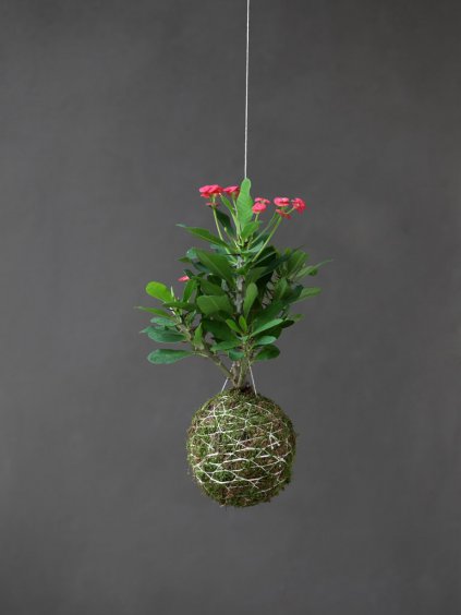 kokedama trnova koruna euphorbia milii