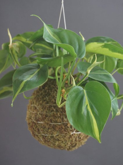 Kokedama filodendron Brazil