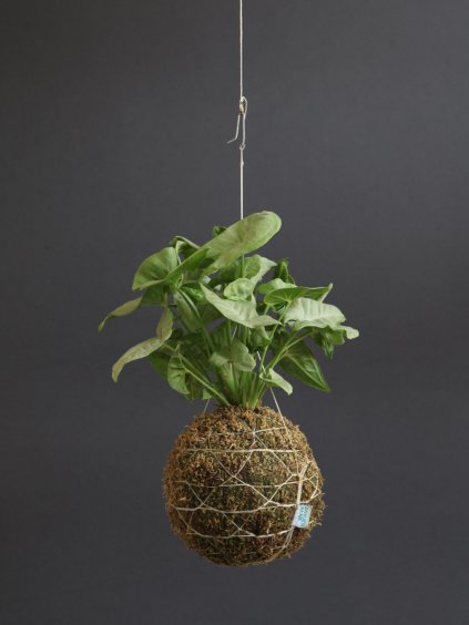 kokedama syngonium 2