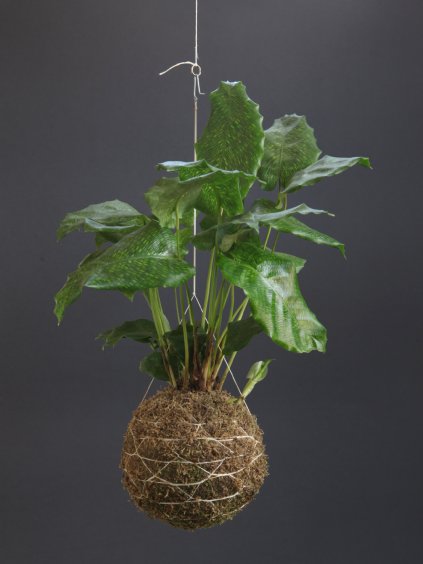 kokedama calathea musaica