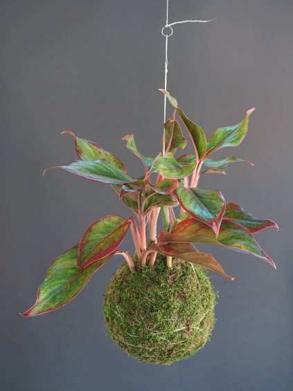 kokedama agalonema pink red 1