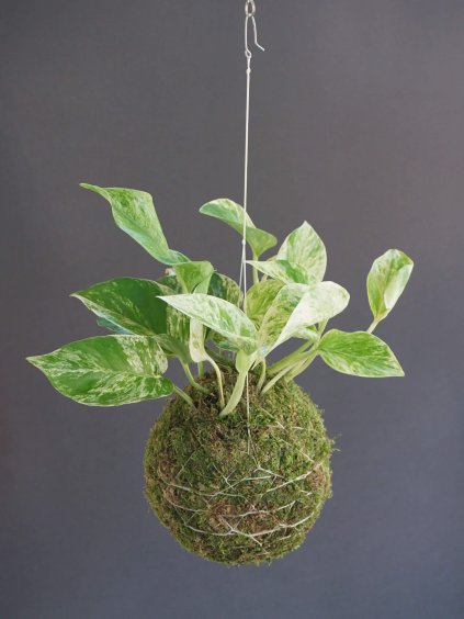 kokedama marble queen 2