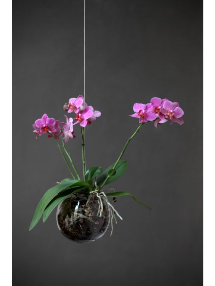 aerarium s orchideji