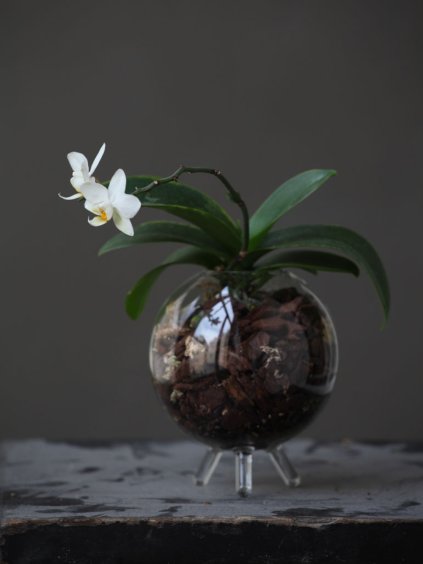 terarium sputnik s miniorchideji