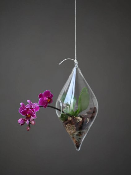 Pestovani Orchideje Ve Sklenene Kouli () Pestovani Orchideje Ve Sklenene Kouli