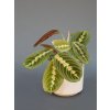 maranta leuconeura fasciata 02 (1)