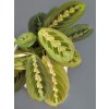 maranta leuconeura fasciata 01 (1)