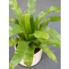 asplenium antiquum slezinik (1)