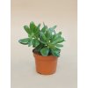 crassula ovata tlustice 02 (1)