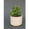 crassula ovata tlustice 05 (1)