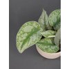 scindapsus pictus exotica 01 (1)