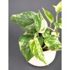 pokojovka epipremnum aureum marble queen 03 (1)