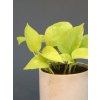 Epipremnum aureum neon 03 (1)