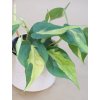 philodendron scandens brazil 02 (1)