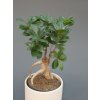 ficus microcarpa ginseng fikus 02 (1)