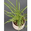 chlorophytum comosum zelenec 02 (1)