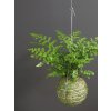 kokedama asplenium parvati 02
