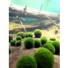 rasokoule zelena jezero japonsko