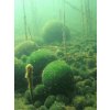 rasokoule jezero akan japonsko