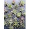 tillandsia ionantha 01