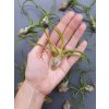 tillandsia bulbosa 3