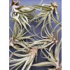 tillandsia harrisii