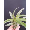 tillandsia kvetouci
