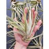 tillandsia harrisii 02