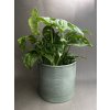 monstera monkey mask 2