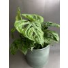 monstera monkey mask 3