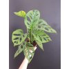monstera adansonii monkey mask