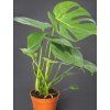 monstera deliciosa (1)