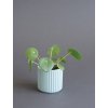 pilea peperomides 6cm