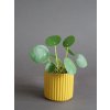 pilea peperomioides peprincova