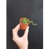 senecio rowleyanus