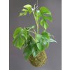 kokedama monstera minima 02