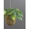 Kokedama filodendron Brazil