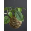 kokedama filodendron 3