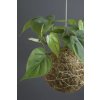 kokedama filodendron