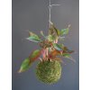 kokedama agalonema pink red 1