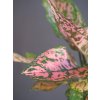 kokedama aglaonema pink detail