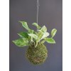 kokedama marble queen 2
