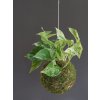 kokedama marble queen 4