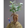 kokedama fikus vanocni cumil