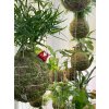 zamilovani cumilove cervena kokedama (1)