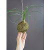 mini kokedama nolina 2