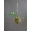 mini kokedama nolina 1